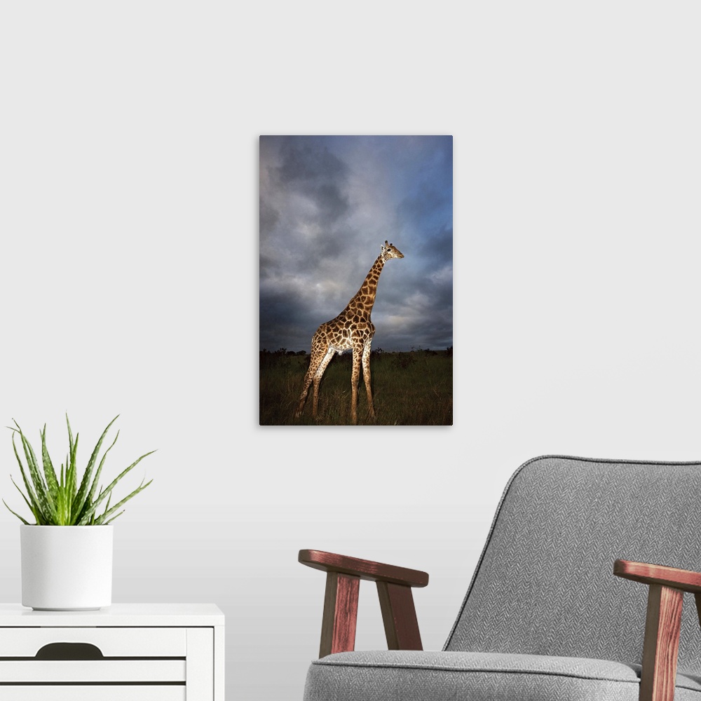 A modern room featuring Giraffe (Giraffa camelopardalis) in dramatic light, Kruger National Park, Mpumalanga Province, So...