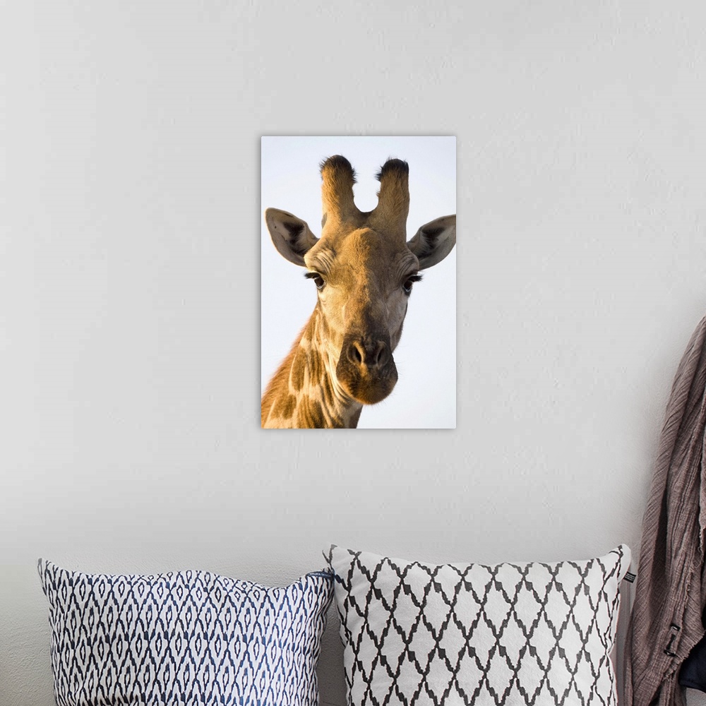 A bohemian room featuring Giraffe (Giraffa camelopardalis) portrait, Imire Safari Ranch, Harare Province, Zimbabwe