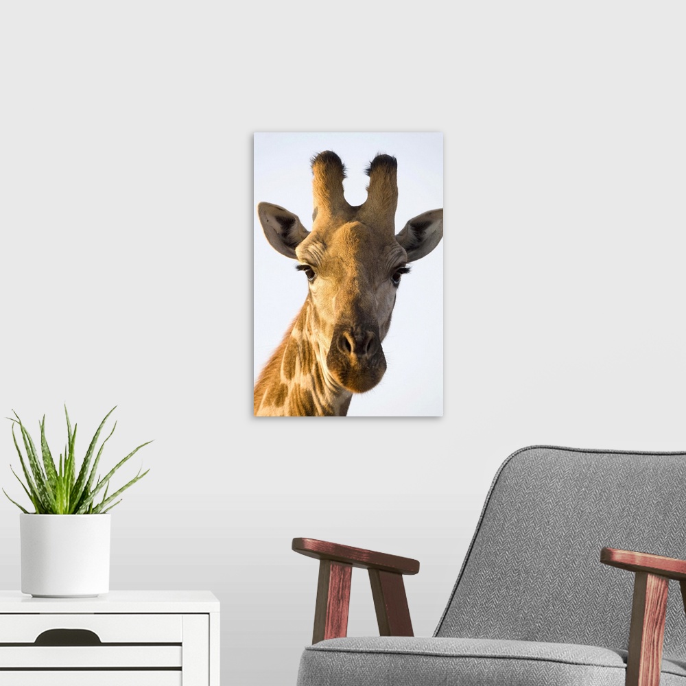 A modern room featuring Giraffe (Giraffa camelopardalis) portrait, Imire Safari Ranch, Harare Province, Zimbabwe