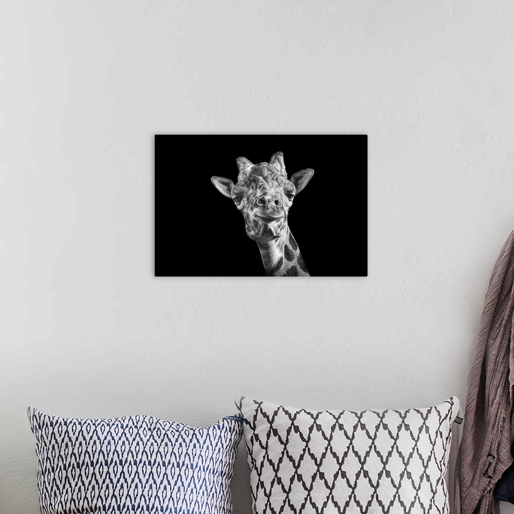 A bohemian room featuring Giraffe in black and white on an all black background taken at Nashville Zoo.