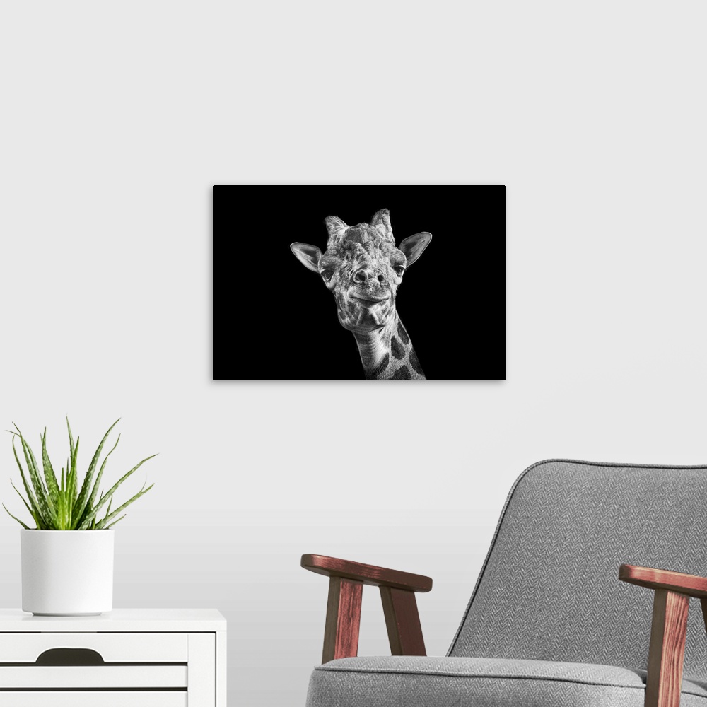 A modern room featuring Giraffe in black and white on an all black background taken at Nashville Zoo.