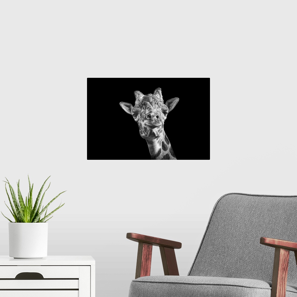 A modern room featuring Giraffe in black and white on an all black background taken at Nashville Zoo.