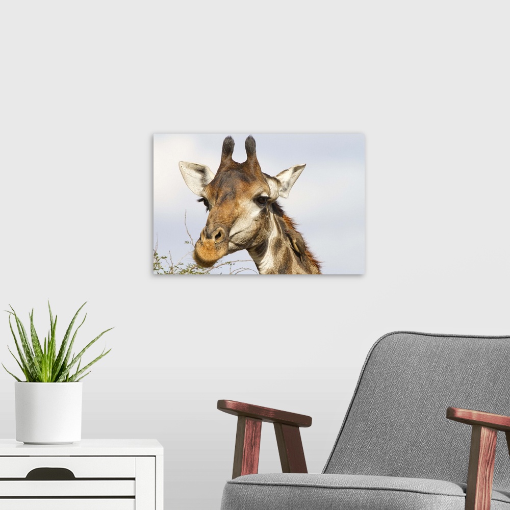 A modern room featuring Giraffe, Kruger National Park, South Africa
