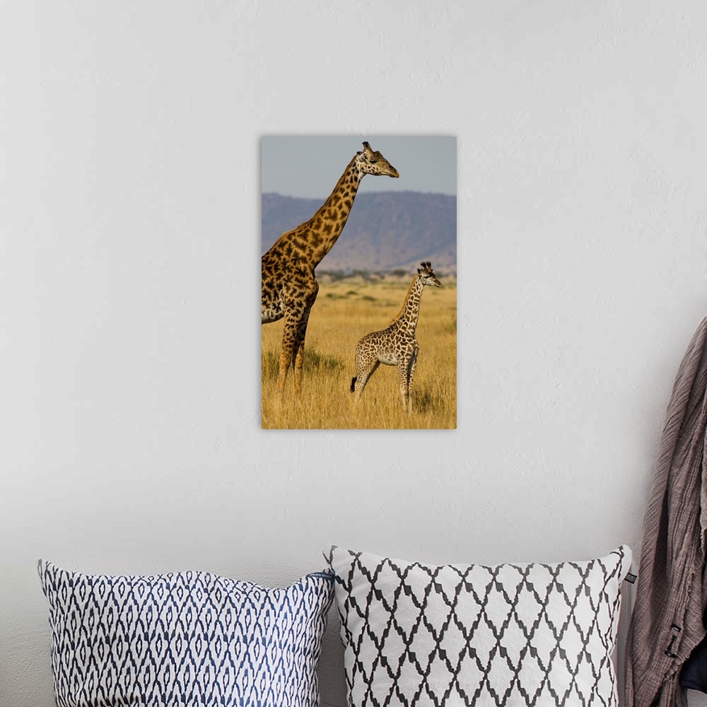 A bohemian room featuring Giraffe Mother And Baby Giraffe On The Savanah Of The Masai Mara, Kenya Africa