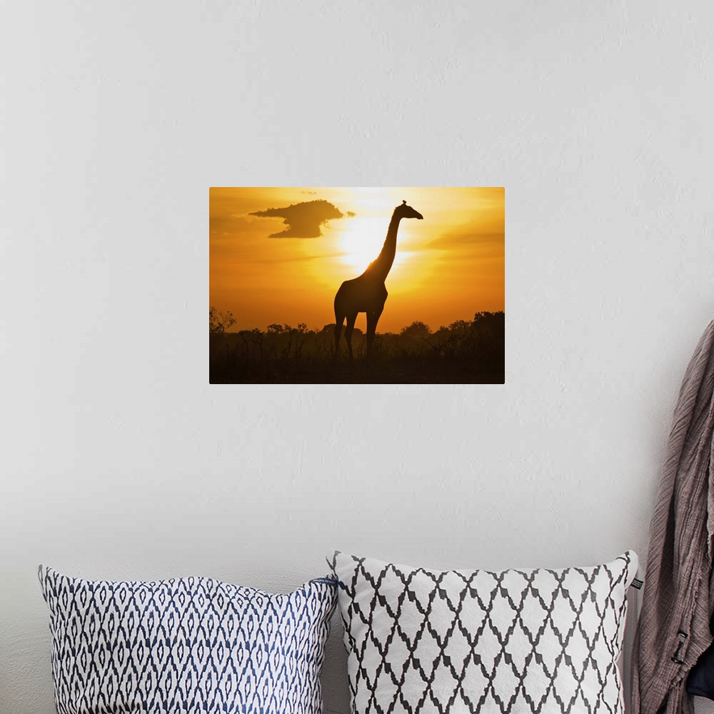 A bohemian room featuring Giraffe of silhouette, masai mara.
