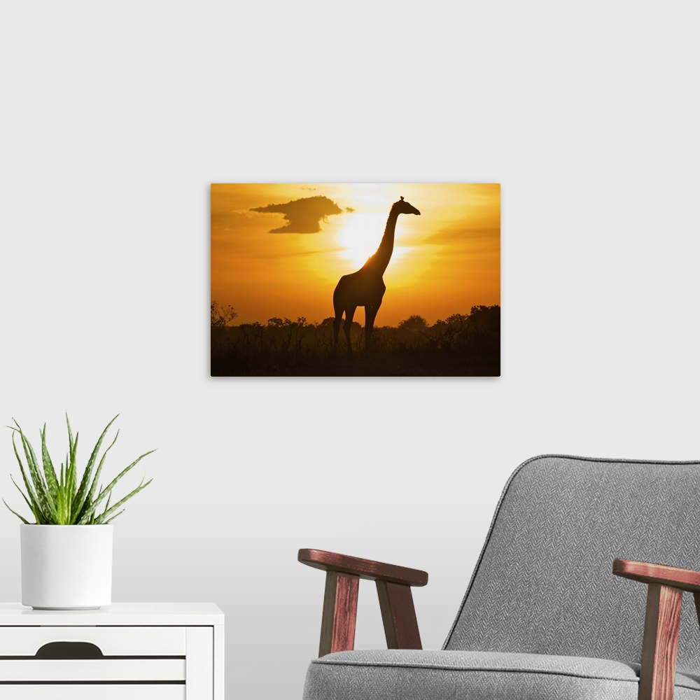 A modern room featuring Giraffe of silhouette, masai mara.