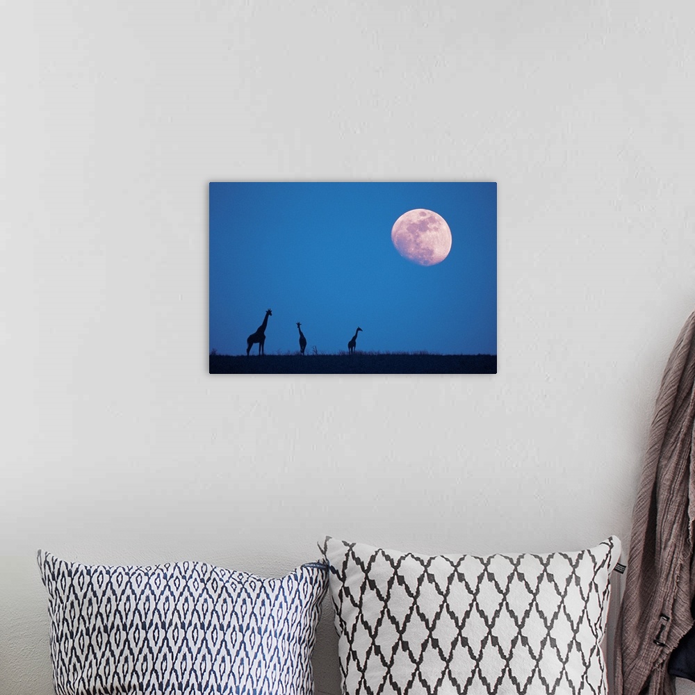 A bohemian room featuring Giraffes at night with moon