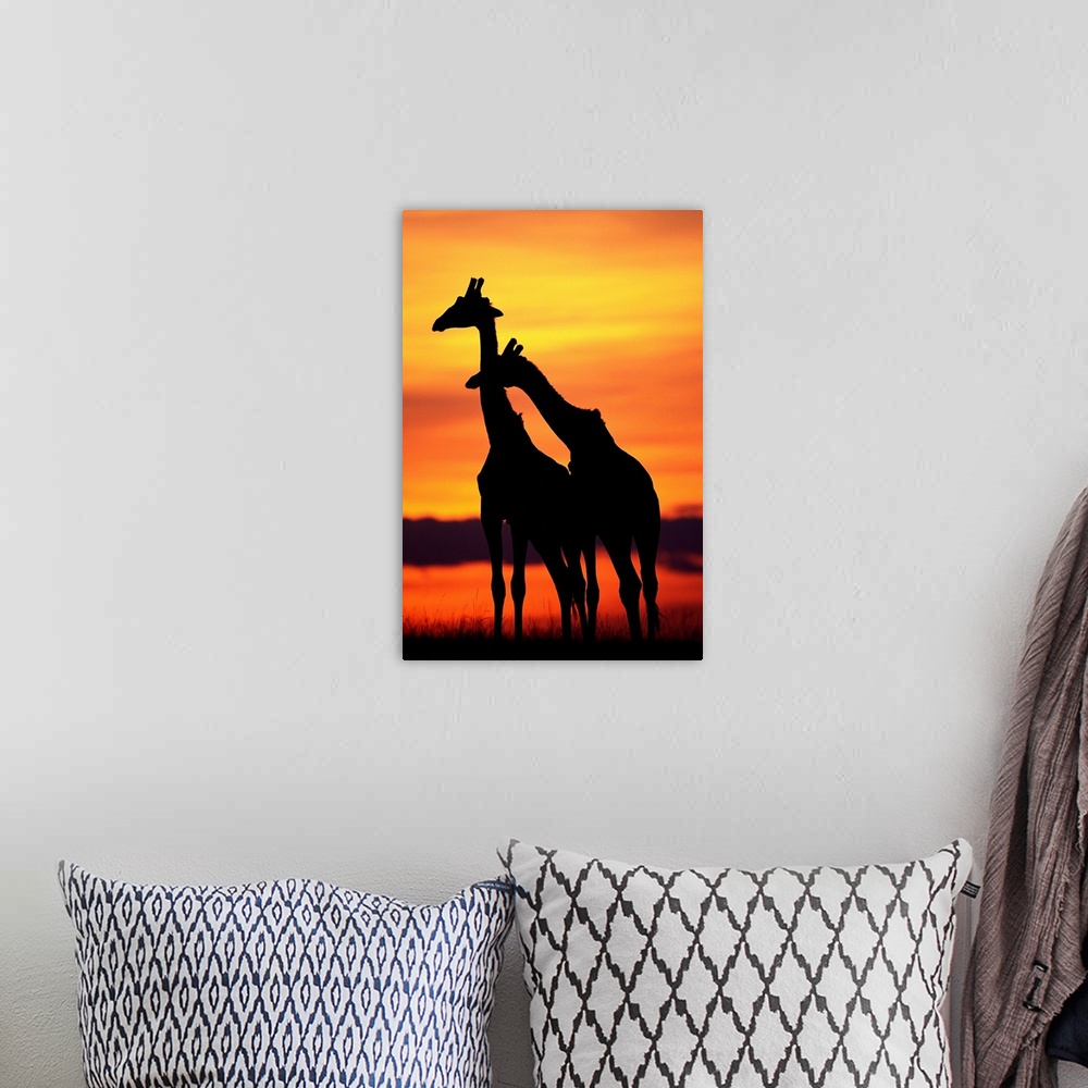 A bohemian room featuring Giraffes Silhouettes At Sunset