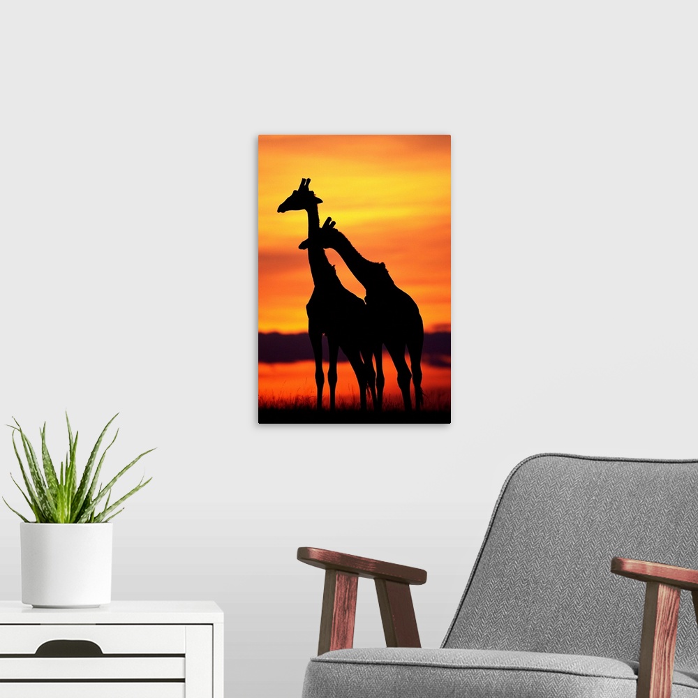 A modern room featuring Giraffes Silhouettes At Sunset