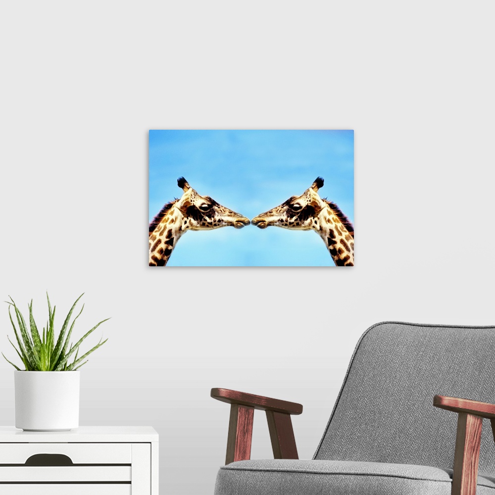 A modern room featuring Giraffes touching noses