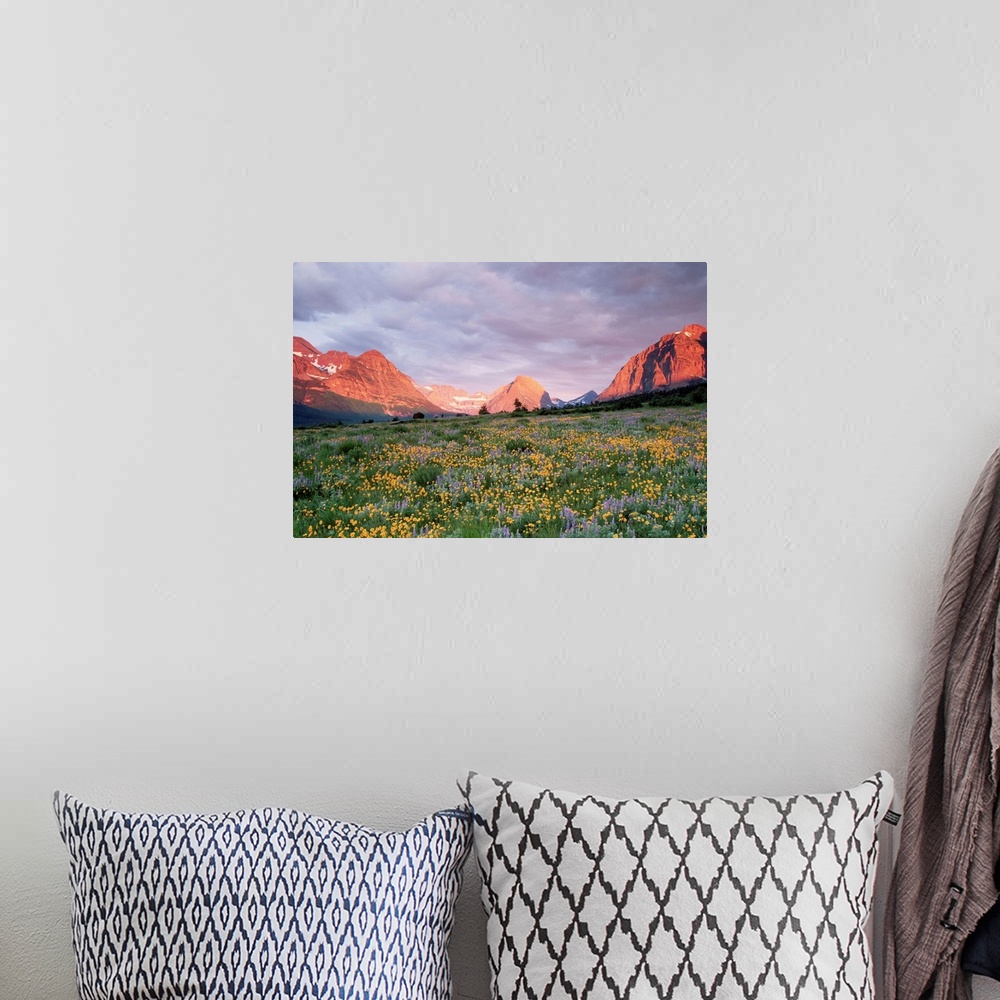 A bohemian room featuring Blooming arnica and lupine at Glacier National Park near Many Glacier area.