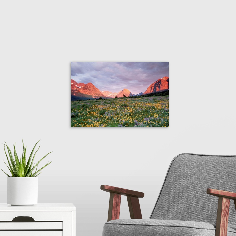 A modern room featuring Blooming arnica and lupine at Glacier National Park near Many Glacier area.