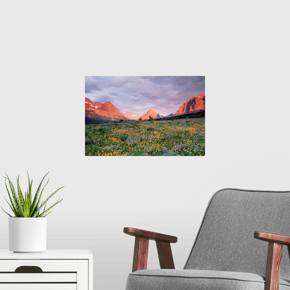 A modern room featuring Blooming arnica and lupine at Glacier National Park near Many Glacier area.