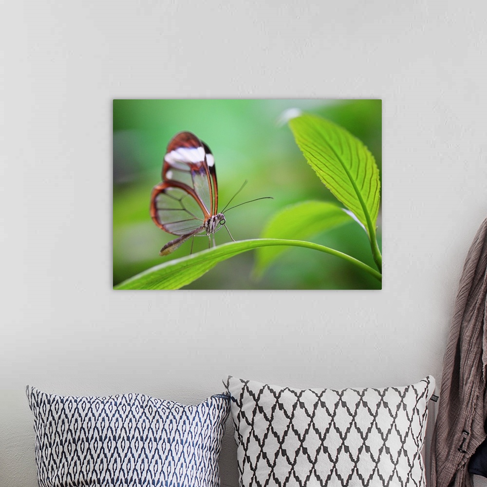 A bohemian room featuring Glass wing butterfly relaxing on fresh green leaf
