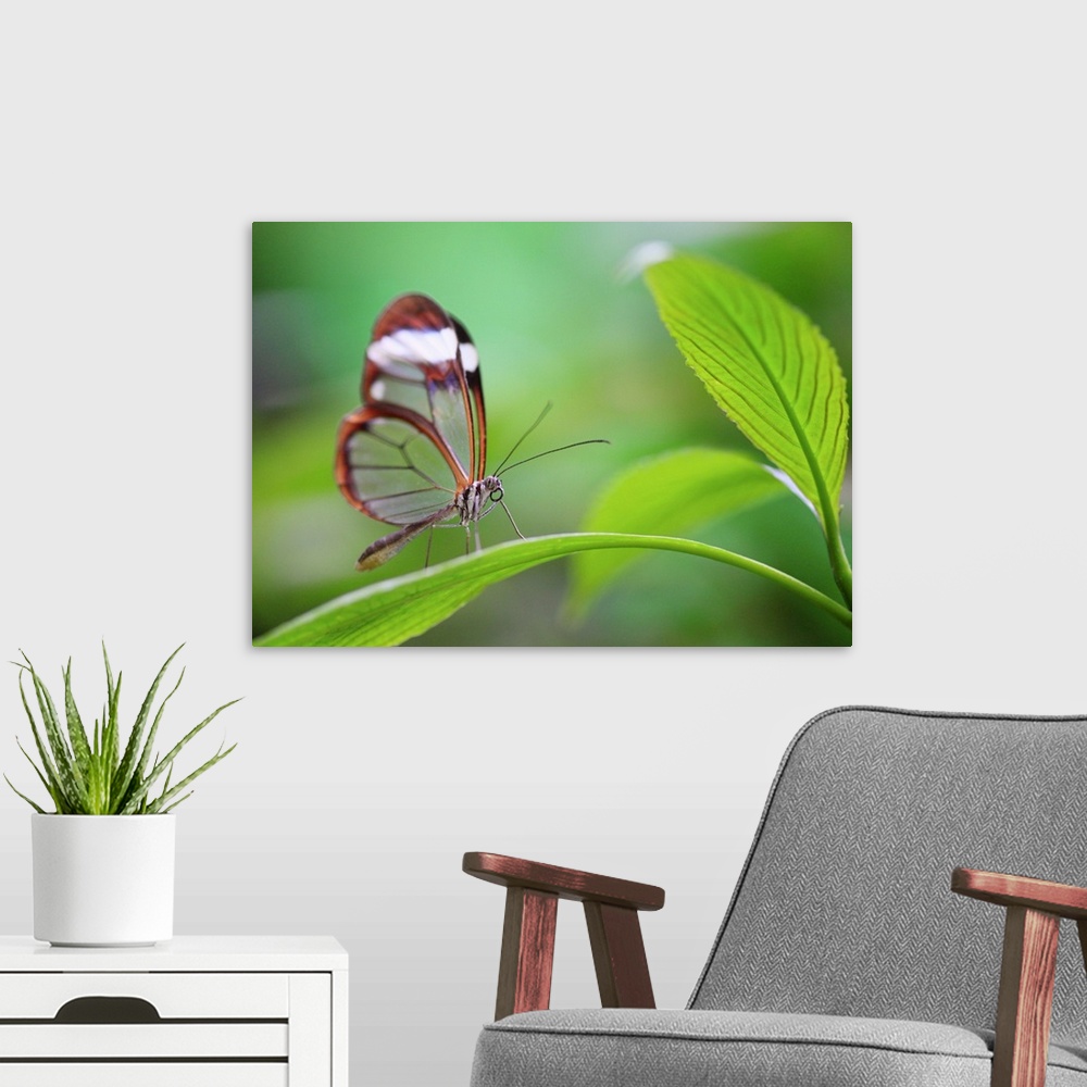 A modern room featuring Glass wing butterfly relaxing on fresh green leaf