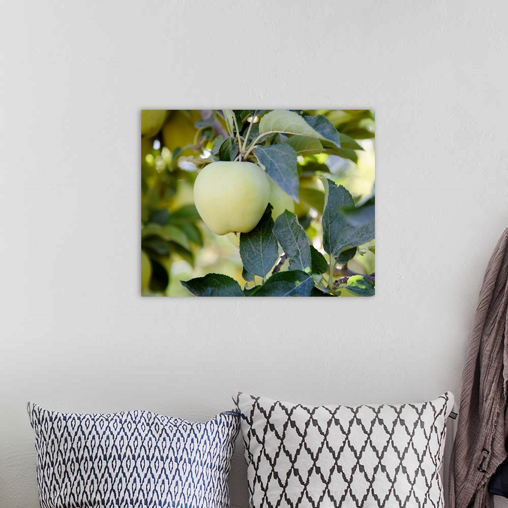 A bohemian room featuring Golden Delicious apples on a tree in an orchard