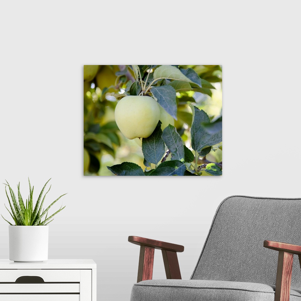A modern room featuring Golden Delicious apples on a tree in an orchard