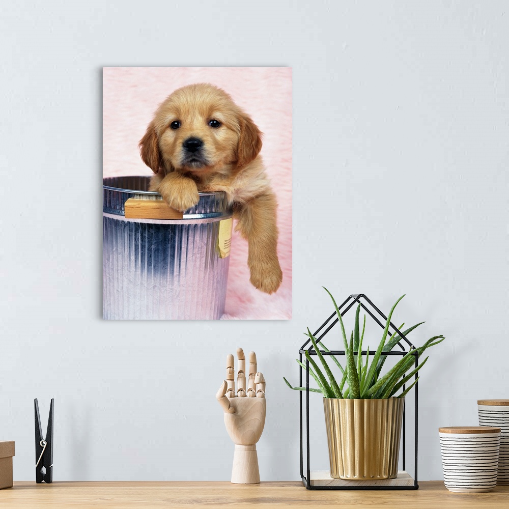 A bohemian room featuring Golden Retriever; is a relatively modern and very popular breed of dog.