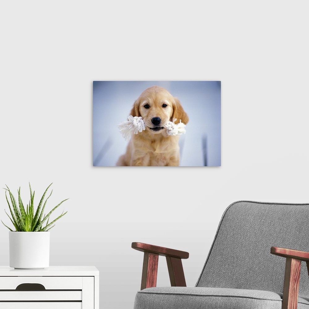 A modern room featuring Golden Retriever; is a relatively modern and very popular breed of dog.