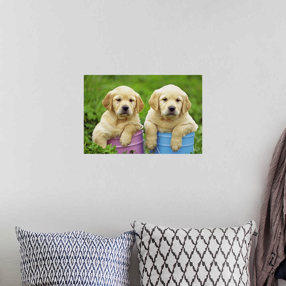 A bohemian room featuring Golden Retriever; is a relatively modern and very popular breed of dog.