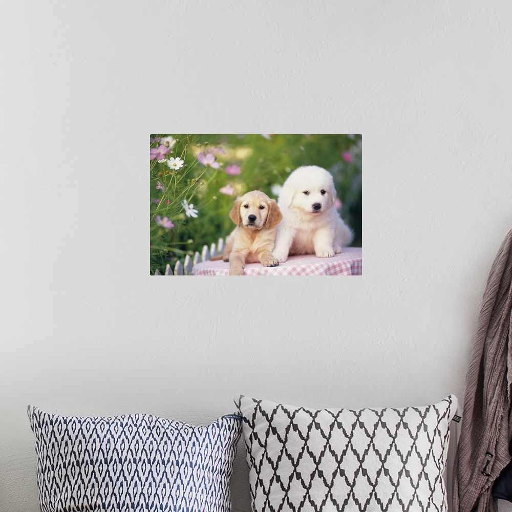 A bohemian room featuring Golden Retriever; is a relatively modern and very popular breed of dog. Pyrenean Mountain Dog; al...