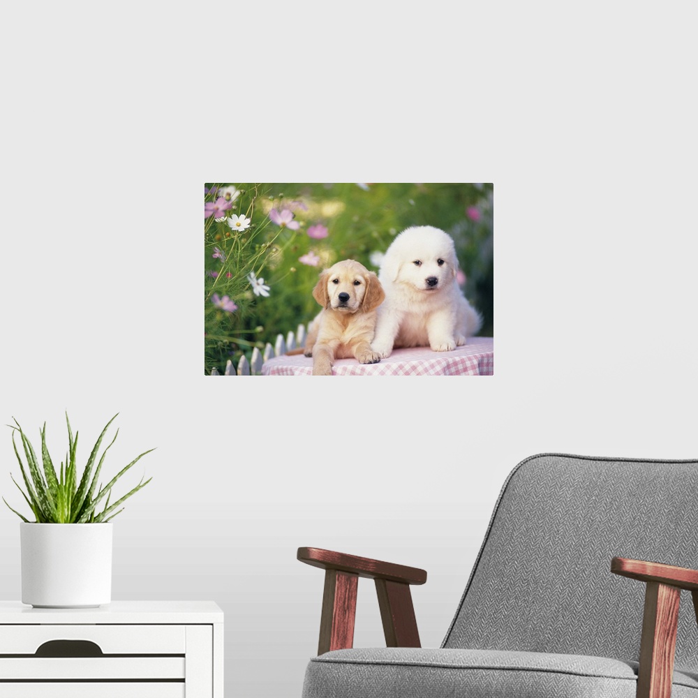 A modern room featuring Golden Retriever; is a relatively modern and very popular breed of dog. Pyrenean Mountain Dog; al...