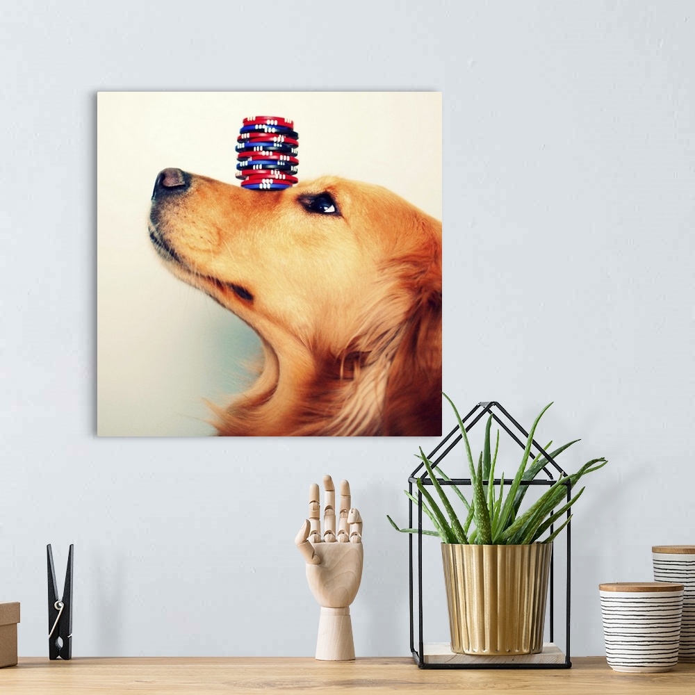 A bohemian room featuring Golden retriever balancing stack of blue, red, and black poker chips on her nose.