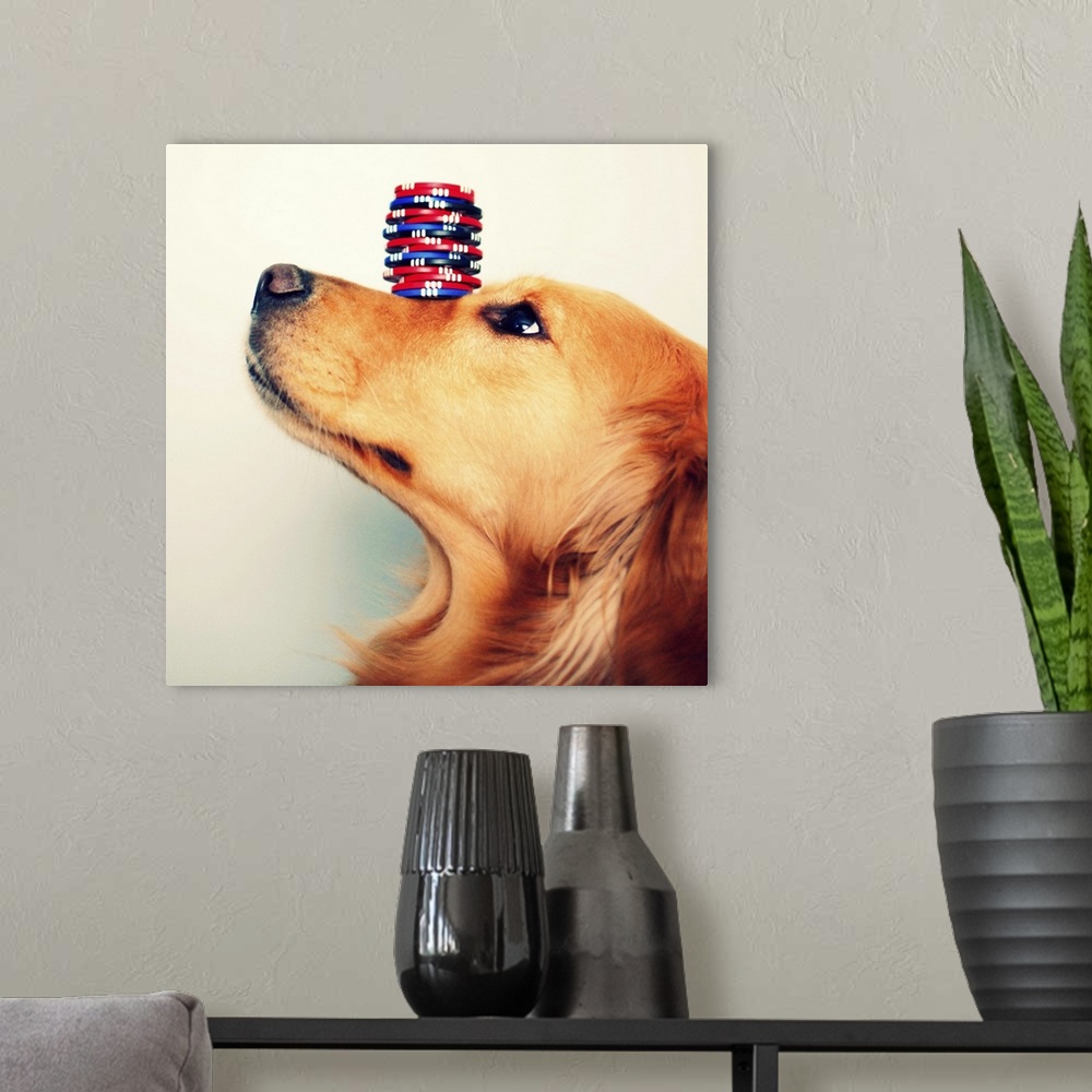 A modern room featuring Golden retriever balancing stack of blue, red, and black poker chips on her nose.