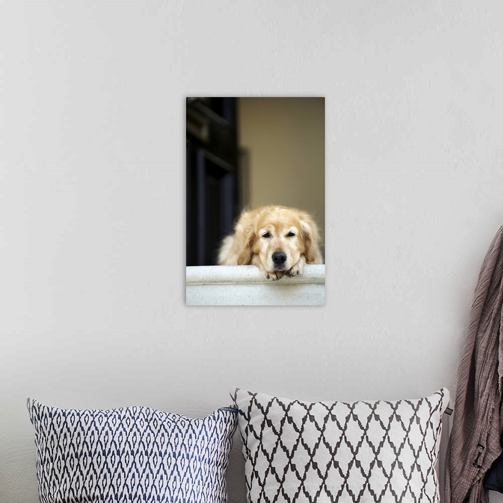 A bohemian room featuring Golden retriever dog lying in front door of house, looking away (focus on foreground)