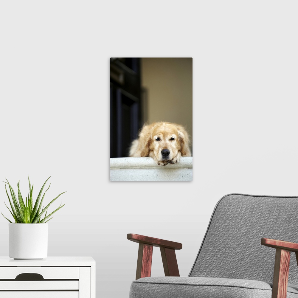 A modern room featuring Golden retriever dog lying in front door of house, looking away (focus on foreground)
