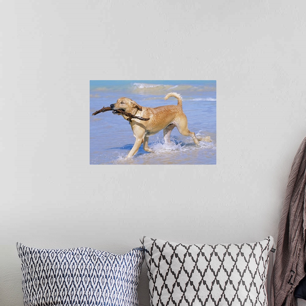 A bohemian room featuring Photograph of dog running through ocean on beach with tree branch in its mouth.