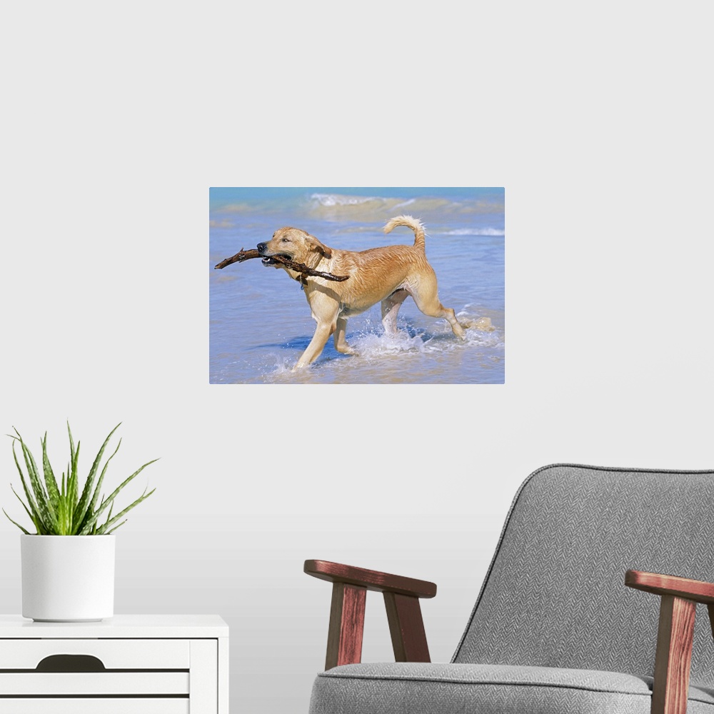 A modern room featuring Photograph of dog running through ocean on beach with tree branch in its mouth.
