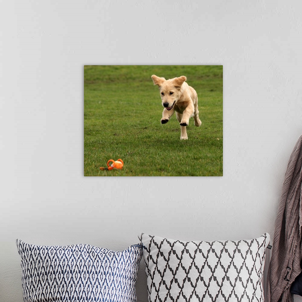 A bohemian room featuring Golden Retriever puppy jumping onto his favorite ball lying on grass.