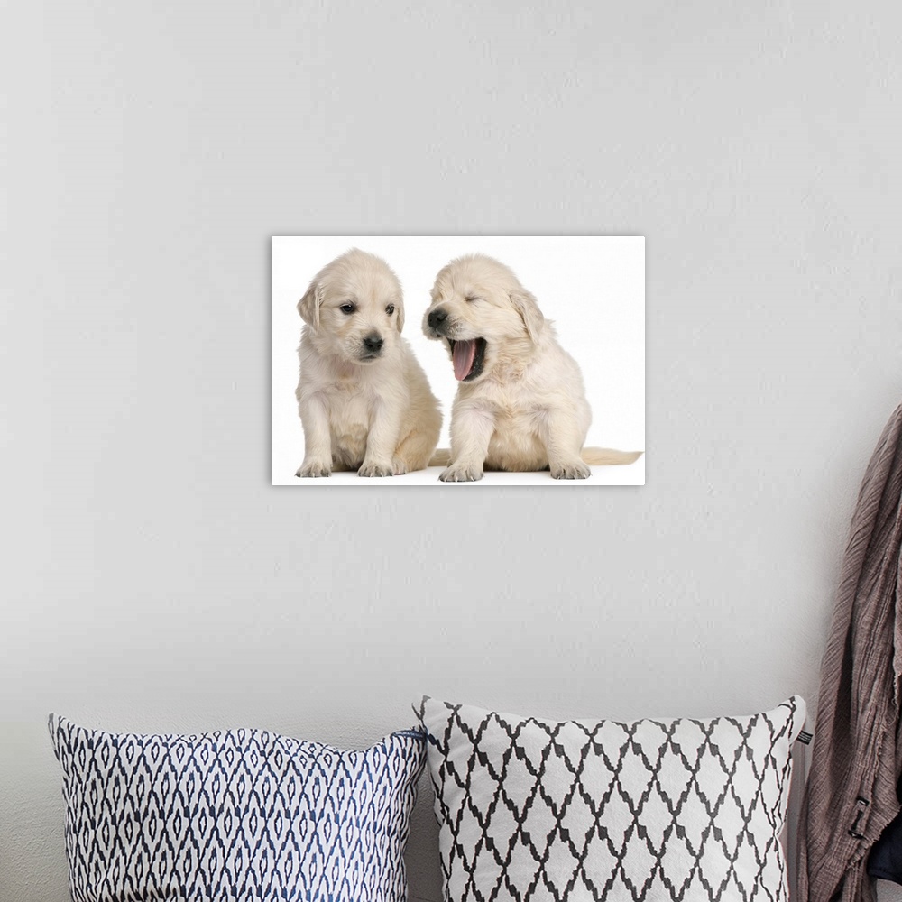 A bohemian room featuring Golden Retriever puppies (4 weeks old)