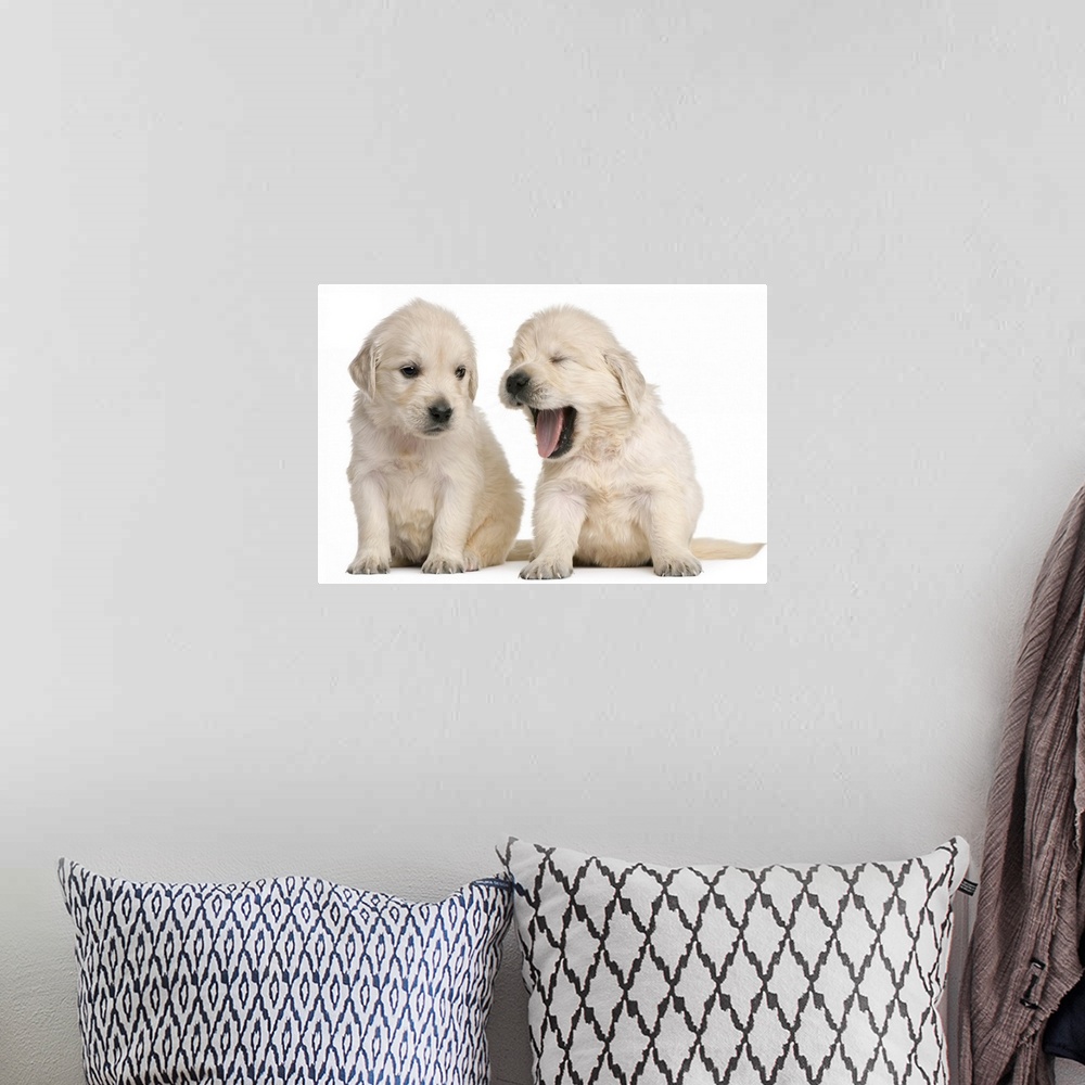 A bohemian room featuring Golden Retriever puppies (4 weeks old)