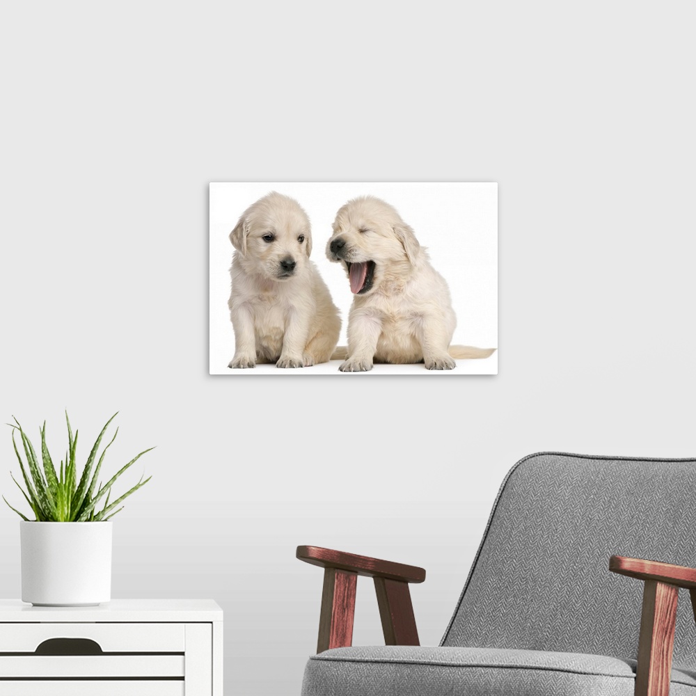 A modern room featuring Golden Retriever puppies (4 weeks old)