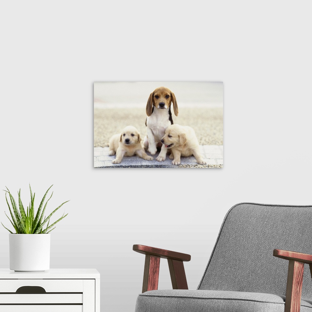 A modern room featuring The Golden Retriever is a relatively modern and very popular breed of dog. It was developed as a ...