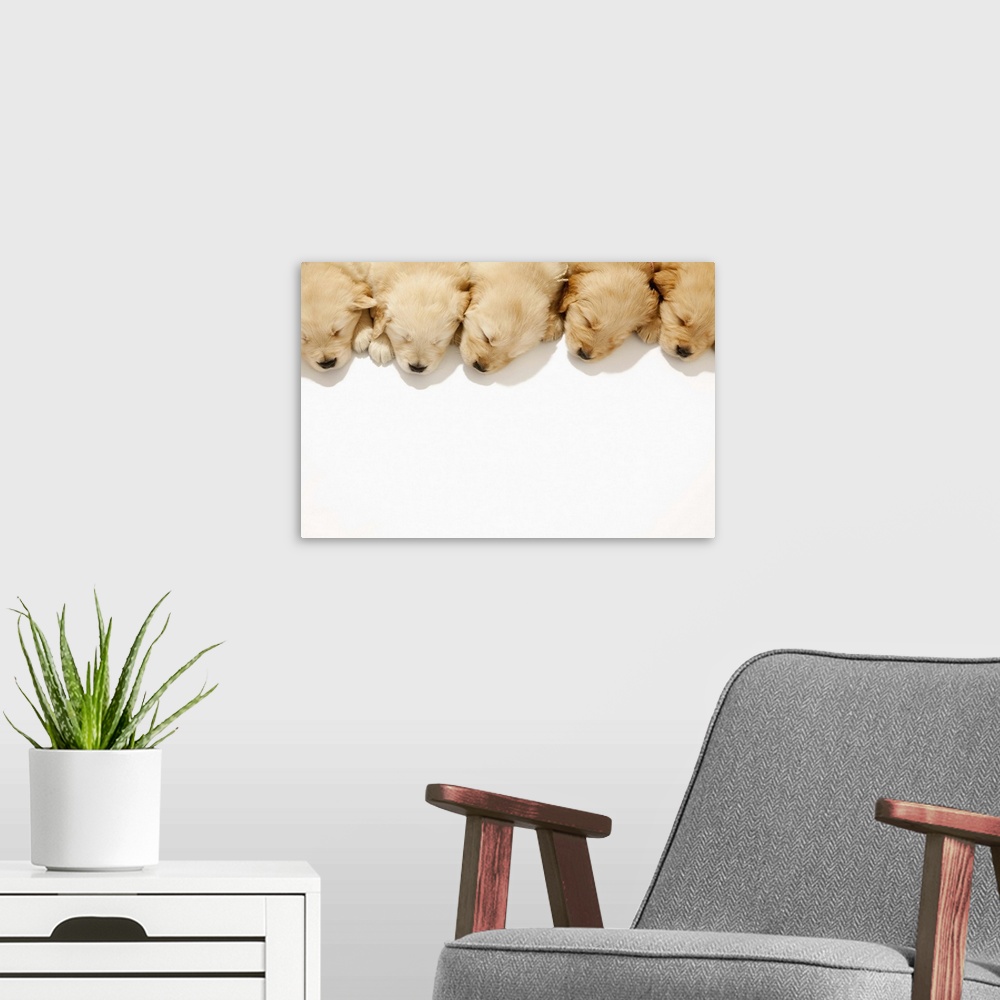 A modern room featuring The puppies of the golden retriever