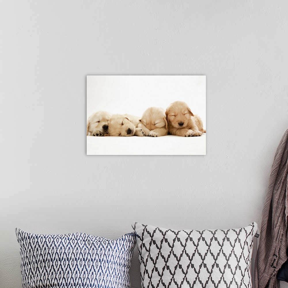 A bohemian room featuring The puppies of the golden retriever
