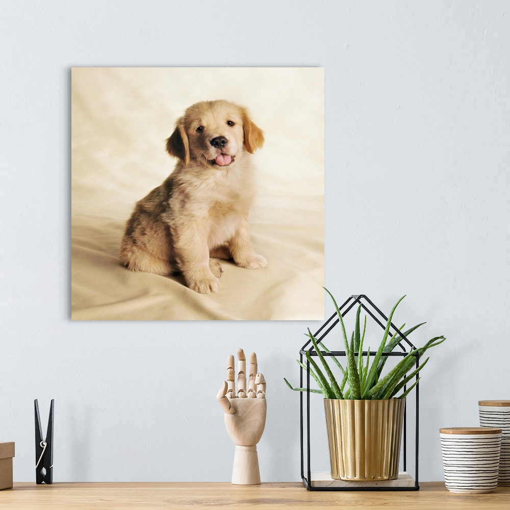 A bohemian room featuring Golden Retriever Puppy