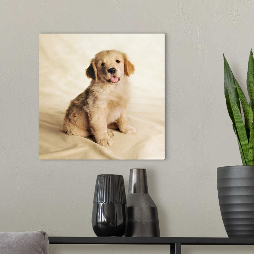 A modern room featuring Golden Retriever Puppy