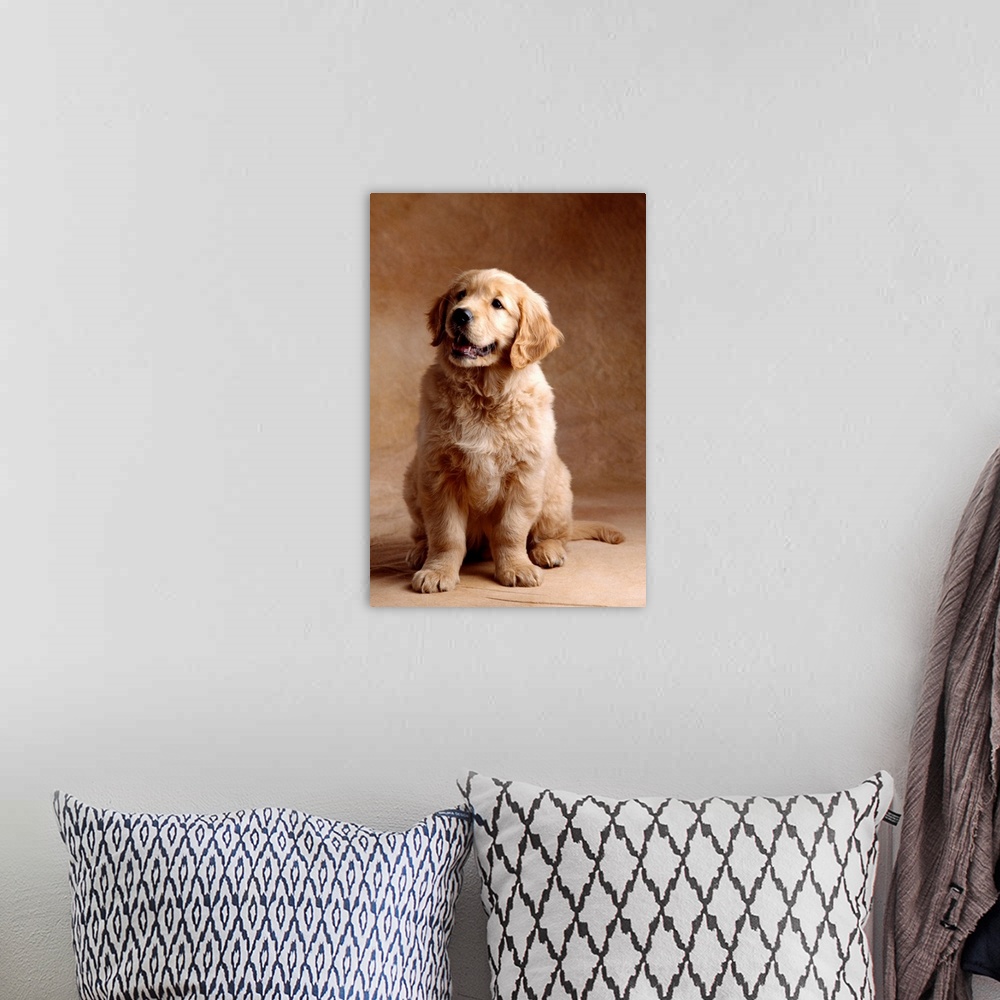 A bohemian room featuring Golden Retriever Puppy