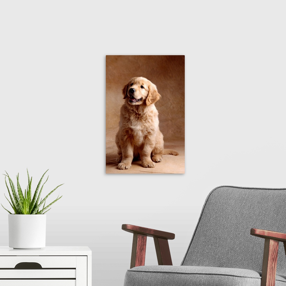 A modern room featuring Golden Retriever Puppy