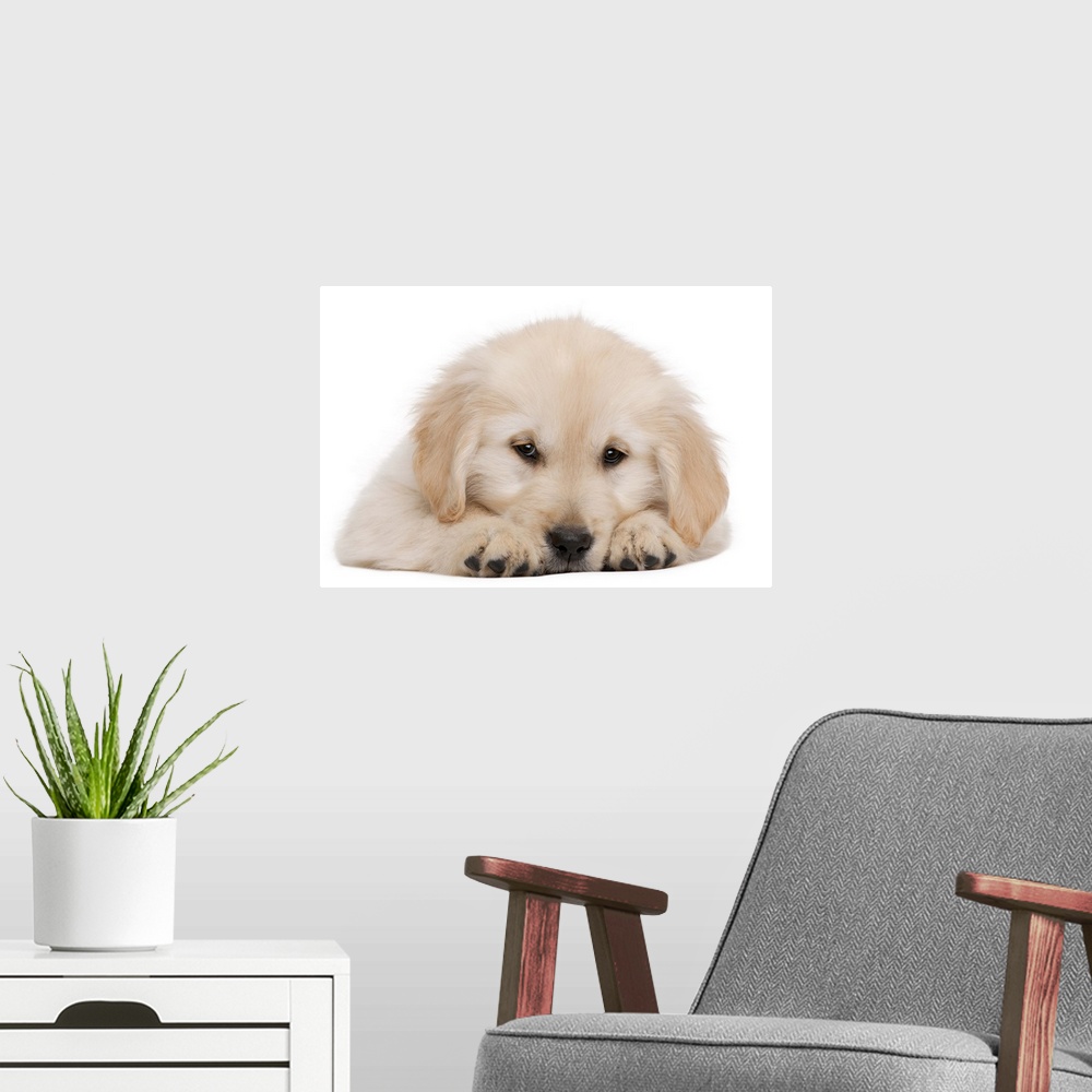 A modern room featuring Golden retriever puppy (20 weeks old)
