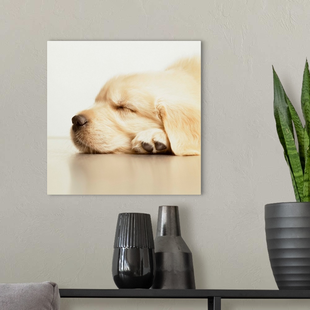 A modern room featuring Golden Retriever Puppy Asleep