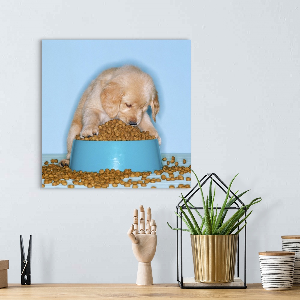 A bohemian room featuring Golden retriever puppy eating dog food from an overflowing tray
