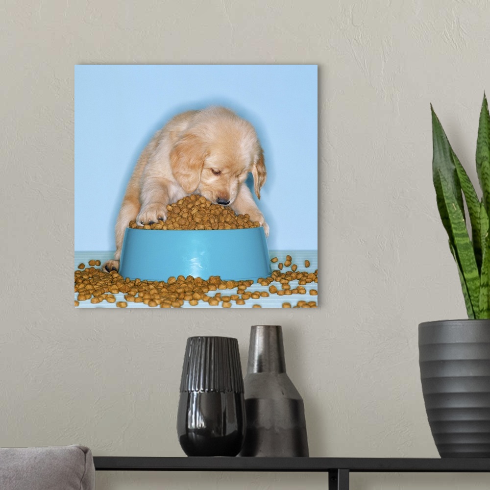 A modern room featuring Golden retriever puppy eating dog food from an overflowing tray