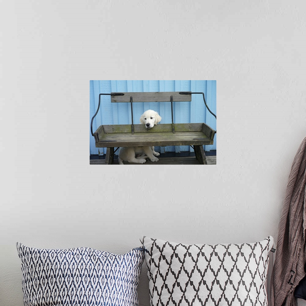 A bohemian room featuring Golden retriever puppy hiding behind bench. Blue wall in background.