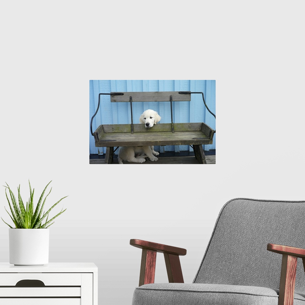 A modern room featuring Golden retriever puppy hiding behind bench. Blue wall in background.
