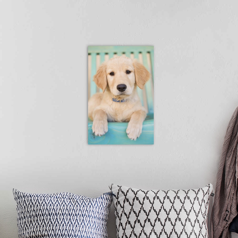 A bohemian room featuring Golden Retriever puppy on blue chair